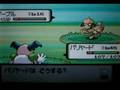 ポケトレ　色違いドーブル