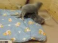 ADONI R�de mit Tail Spot frei 03.12.08