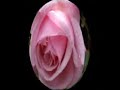 AL MIO AMORE......