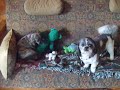 Penny and the Bear 2