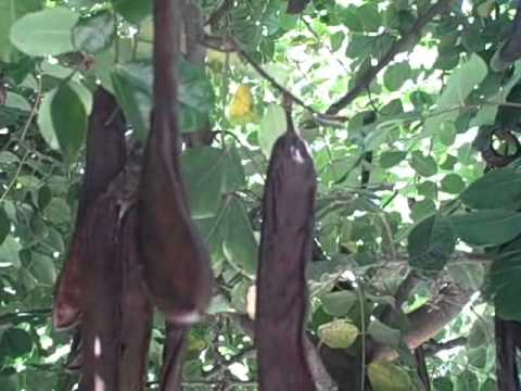 how to harvest fresh dates