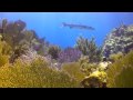 Florida Keys Scuba Diving 2009 in HD