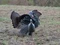 Opening Day Turkey 2006