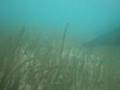 Cavalluccio Marino in Apnea