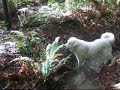 Dogs at play