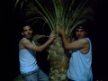 Alrawi