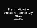 caught this on camera when i was doing a shoot in castres city centre. the viperine was catching some rays. just thought i would share it. i looked up some info on it and thought i would share that too.

the couleuvre vip�rine is the smallest of the couleuvres to be found in france and rarely exceeds 60 or 70 cm's. it is frequently mistaken to be one of the different adders to be found in france, hence its name from the french 