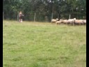 crème et kamlot au troupeau