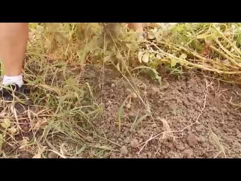 how to grow ozette potatoes