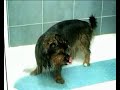 La Gran Pel�cula de TOBY
