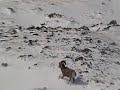 Rocky Mountain Bighorn Sheep Hunting