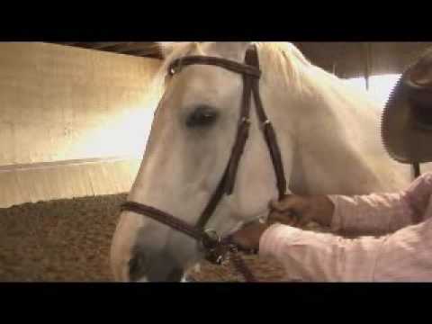 how to fit lg bridle