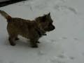 videos de Zoey the Cairn in the Snow