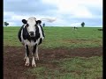 afimilk™ - Pasture testimonials - Part 2