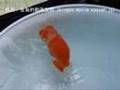 大関動画5