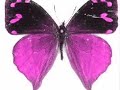 Mariposas