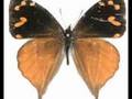 Mariposas