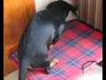 Otto il bassotto
