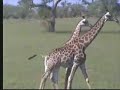 giraffen 17-04-2007