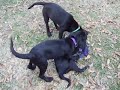 ONYX, NOIR, & MISTY ANN 2 ONYX, NOIR, & MISTY ANN 2