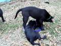 videos de ONYX, NOIR, & MISTY ANN 2