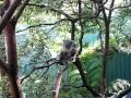 so itchy...koala scratches...