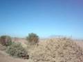 tirando gallos.wmv