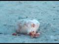 Shooting a Frozen Turkey 1