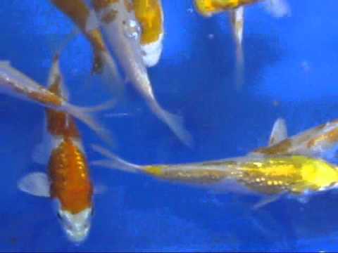Madankoi high quality tosai koi