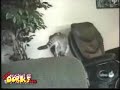 Gatos Chistosos - Risa