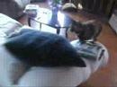 my kitty again my kitty again