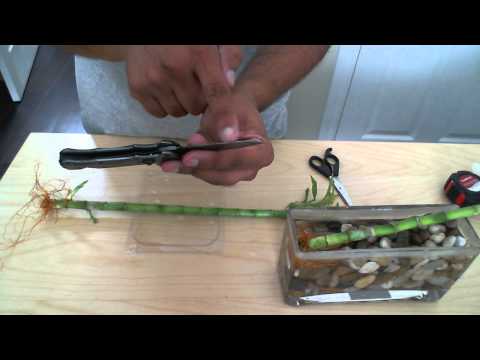 how to cut and replant lucky bamboo