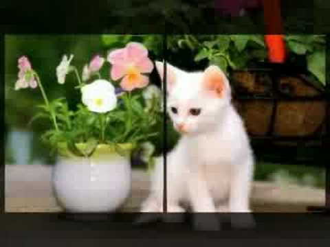 cutie cats