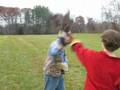 videos de Falconry: Hawk Launch
