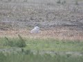 Snowy owl, Texel 16 November 2008