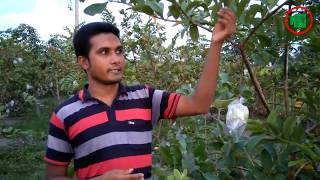 থাই পেঁয়ারা চাষে সফলতা Success story of guava cultivation