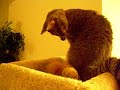 Playing In A Cat Tree