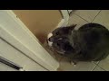 100th Video on pbmachinima! The most pressing issue of our day is being ignored, and Horus cat means to address that social inequity.