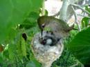 Humming bird nest April 4 2007 #1 Humming bird nest April 4 2007 #1