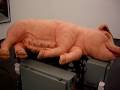 Paul McCarthy pigmachine in S.M.A.K. - Ghent - Belgium
