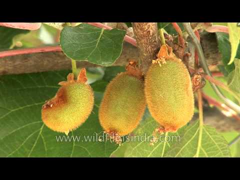 how to kiwi tree