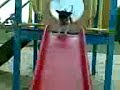 Billy going down slide Billy going down slide