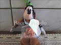 Na cozinha com Pateta parte 1