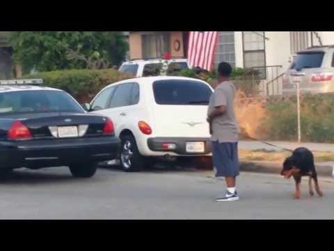 Шок! Смотреть всем! Ужас! Собака вступилась за хозяина!