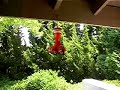 Hummingbird Feeder Fight