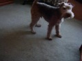 Dogbook Movie: moving video of Jiggs