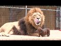 Doggie Dentist for a lion