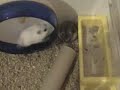 hank-and-peggy-messing-around.html