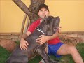 mastino napoletano