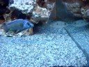 copadichromis verdujini